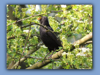 Blackbird in Hetton Bogs 19th May 2019.jpg